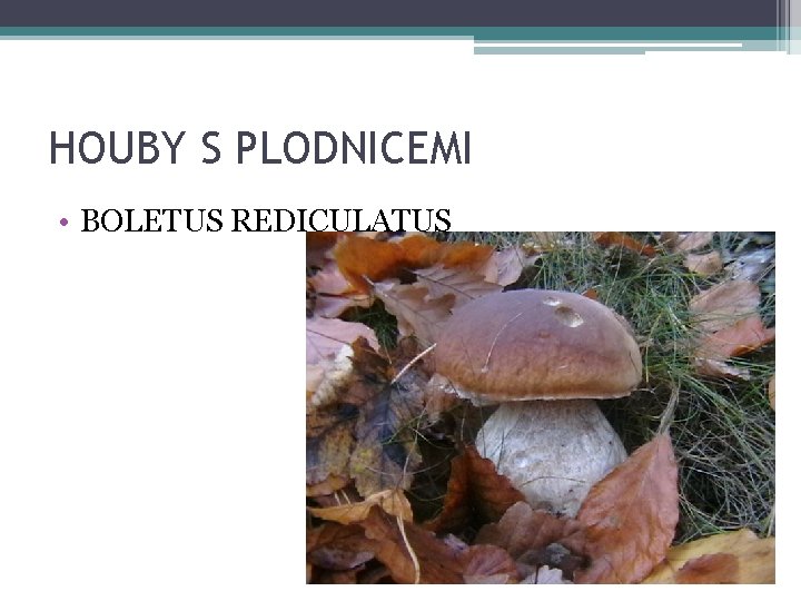 HOUBY S PLODNICEMI • BOLETUS REDICULATUS 