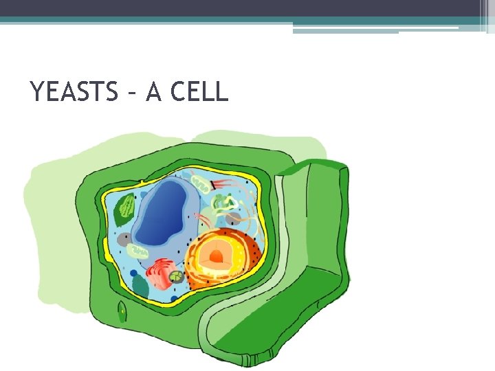 YEASTS – A CELL 