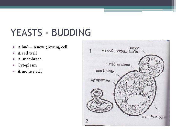 YEASTS - BUDDING • • • A bud – a new growing cell A