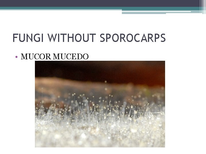 FUNGI WITHOUT SPOROCARPS • MUCOR MUCEDO 