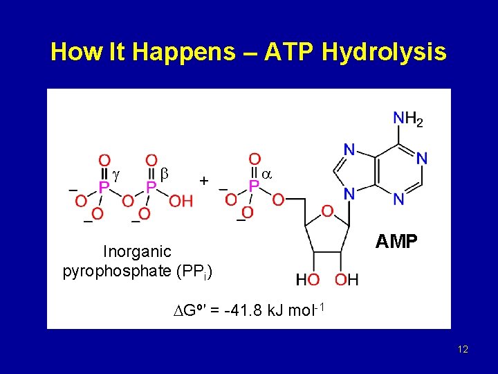 How It Happens – ATP Hydrolysis + Inorganic pyrophosphate (PPi) AMP Gº′ = -41.