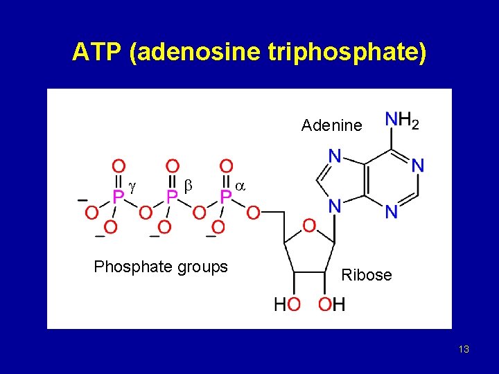 ATP (adenosine triphosphate) Adenine Phosphate groups Ribose 13 