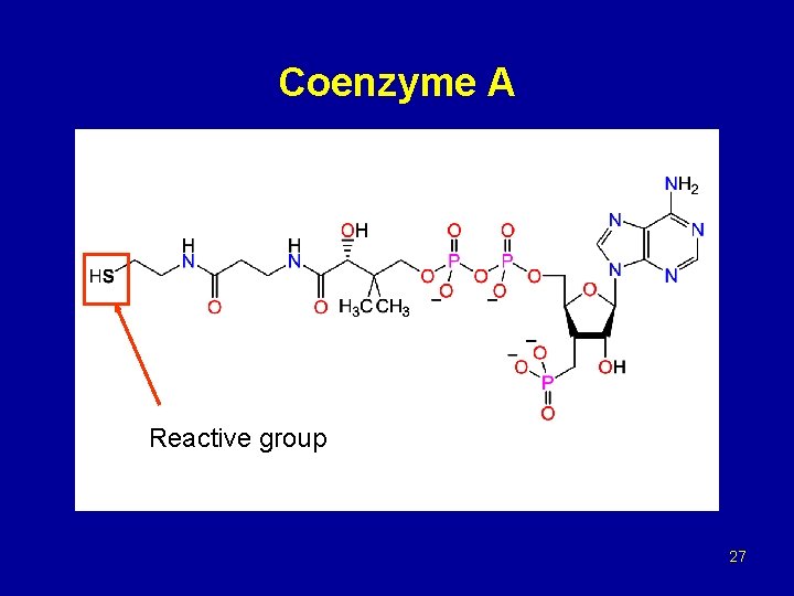 Coenzyme A Reactive group 27 