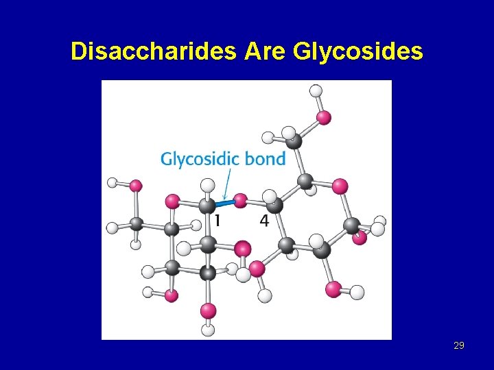 Disaccharides Are Glycosides 29 