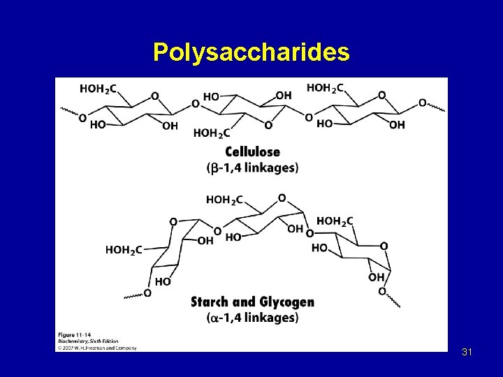 Polysaccharides 31 