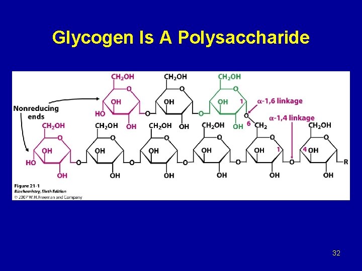 Glycogen Is A Polysaccharide 32 