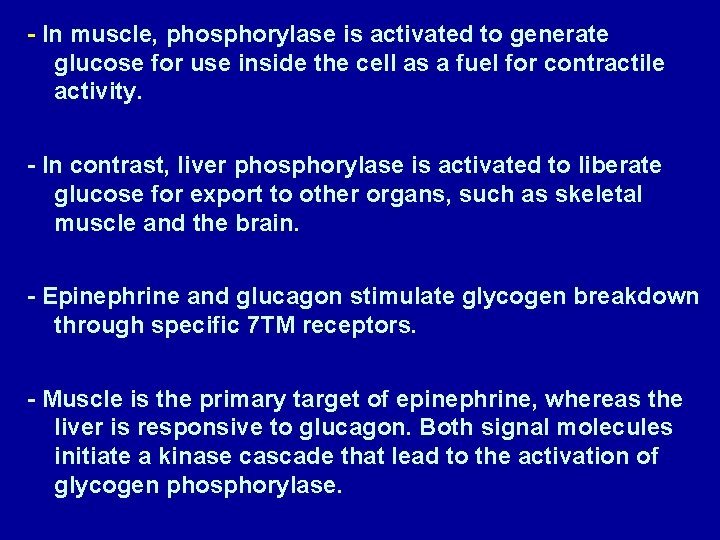 - In muscle, phosphorylase is activated to generate glucose for use inside the cell
