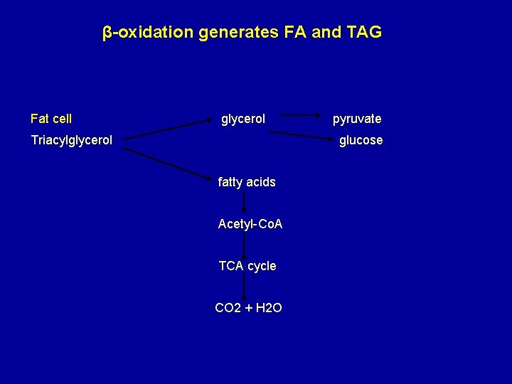 β-oxidation generates FA and TAG Fat cell glycerol Triacylglycerol pyruvate glucose fatty acids Acetyl-Co.