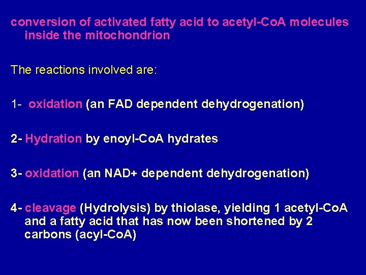 conversion of activated fatty acid to acetyl-Co. A molecules inside the mitochondrion The reactions