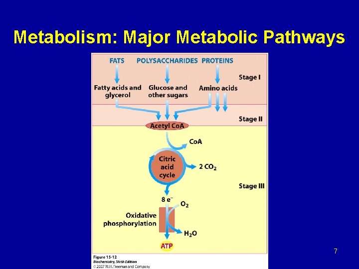 Metabolism: Major Metabolic Pathways 7 