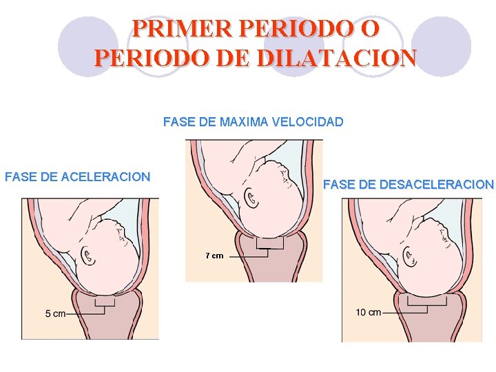 PRIMER PERIODO O PERIODO DE DILATACION FASE DE MAXIMA VELOCIDAD FASE DE ACELERACION FASE PRIMER PERIODO O PERIODO DE DILATACION FASE DE MAXIMA VELOCIDAD FASE DE ACELERACION FASE
