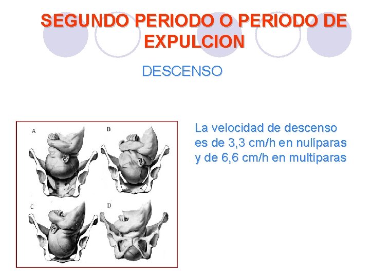 SEGUNDO PERIODO DE EXPULCION DESCENSO La velocidad de descenso es de 3, 3 cm/h SEGUNDO PERIODO DE EXPULCION DESCENSO La velocidad de descenso es de 3, 3 cm/h