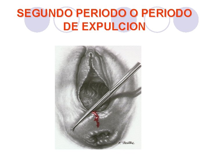 SEGUNDO PERIODO DE EXPULCION SEGUNDO PERIODO DE EXPULCION