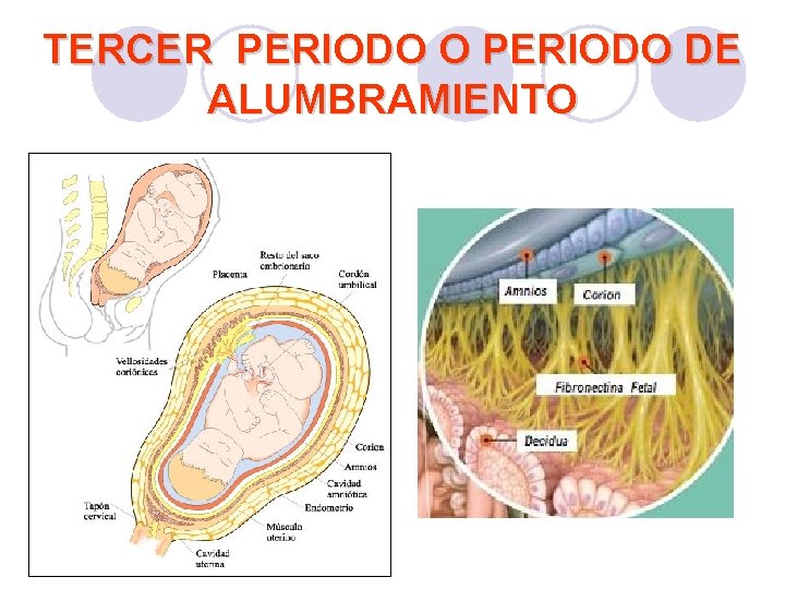 TERCER PERIODO O PERIODO DE ALUMBRAMIENTO TERCER PERIODO O PERIODO DE ALUMBRAMIENTO