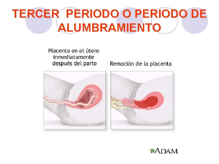 TERCER PERIODO O PERIODO DE ALUMBRAMIENTO TERCER PERIODO O PERIODO DE ALUMBRAMIENTO