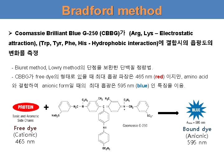 Bradford method Ø Coomassie Brilliant Blue G-250 (CBBG)가 (Arg, Lys – Electrostatic attraction), (Trp,