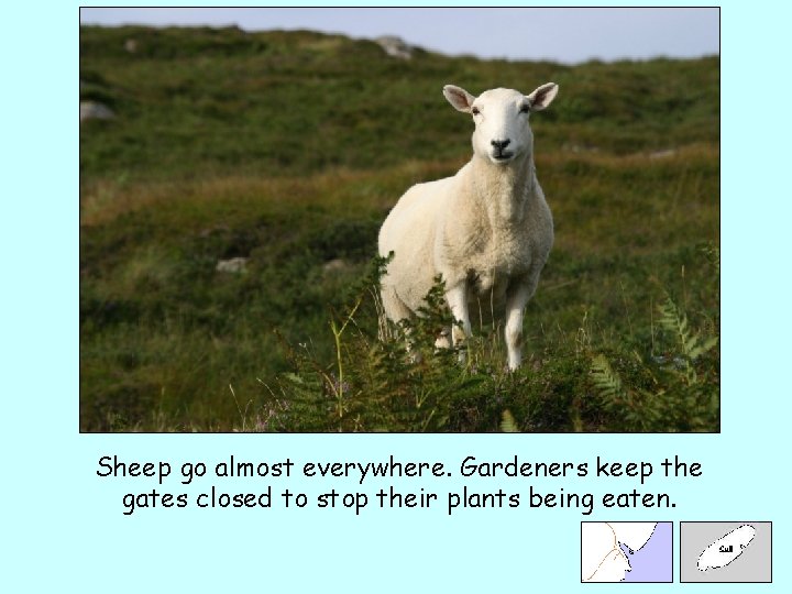 Sheep go almost everywhere. Gardeners keep the gates closed to stop their plants being