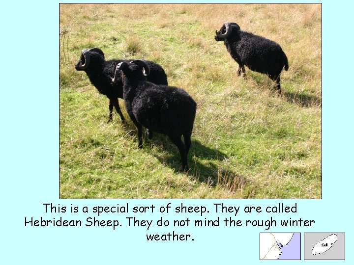 This is a special sort of sheep. They are called Hebridean Sheep. They do