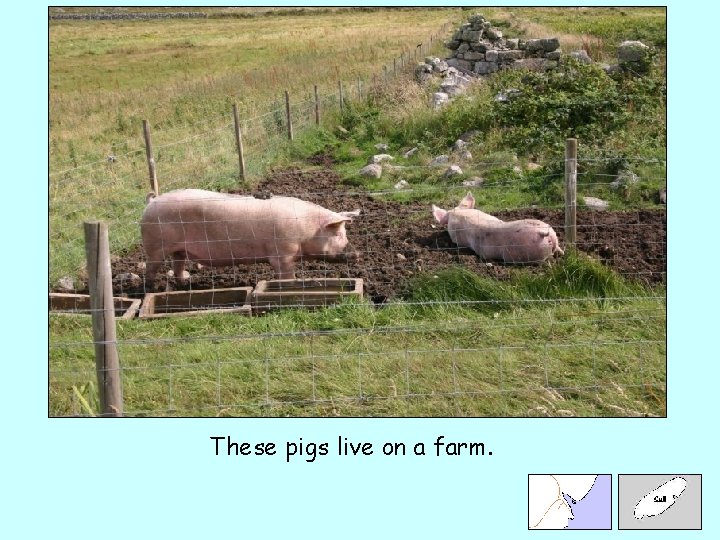 These pigs live on a farm. 