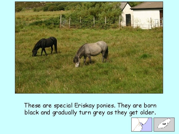 These are special Eriskay ponies. They are born black and gradually turn grey as