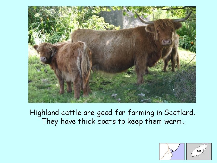 Highland cattle are good for farming in Scotland. They have thick coats to keep