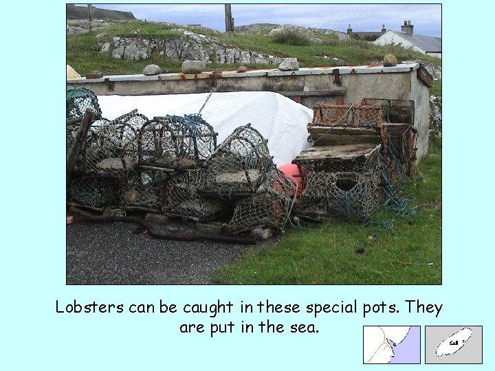 Lobsters can be caught in these special pots. They are put in the sea.