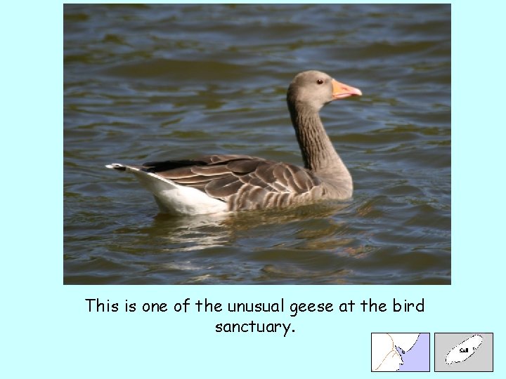 This is one of the unusual geese at the bird sanctuary. 