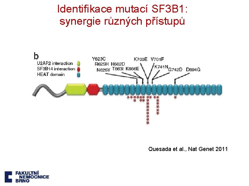 Identifikace mutací SF 3 B 1: synergie různých přístupů Quesada et al. , Nat