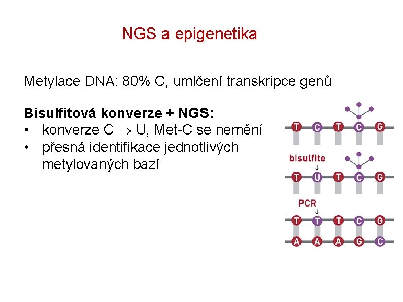 NGS a epigenetika Metylace DNA: 80% C, umlčení transkripce genů Bisulfitová konverze + NGS: