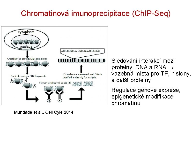 Chromatinová imunoprecipitace (Ch. IP-Seq) Mundade et al. , Cell Cyle 2014 • Sledování interakcí