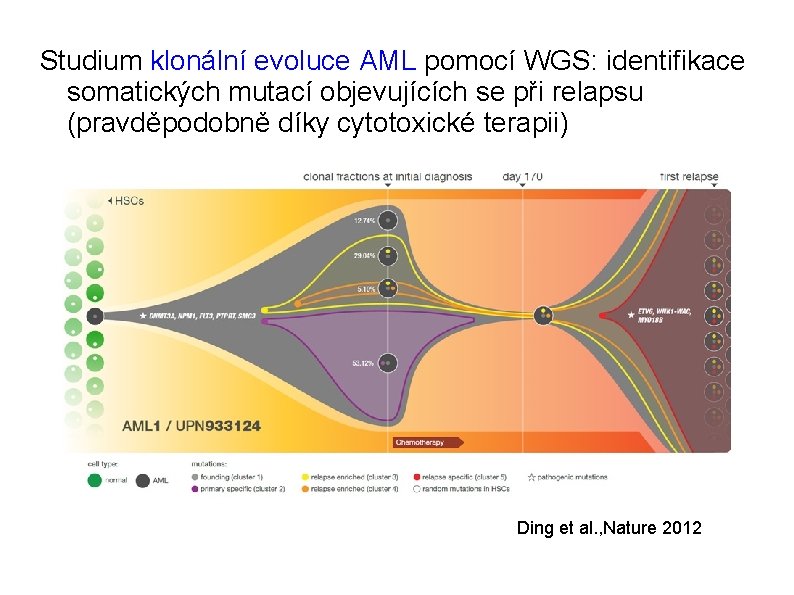 Studium klonální evoluce AML pomocí WGS: identifikace somatických mutací objevujících se při relapsu (pravděpodobně
