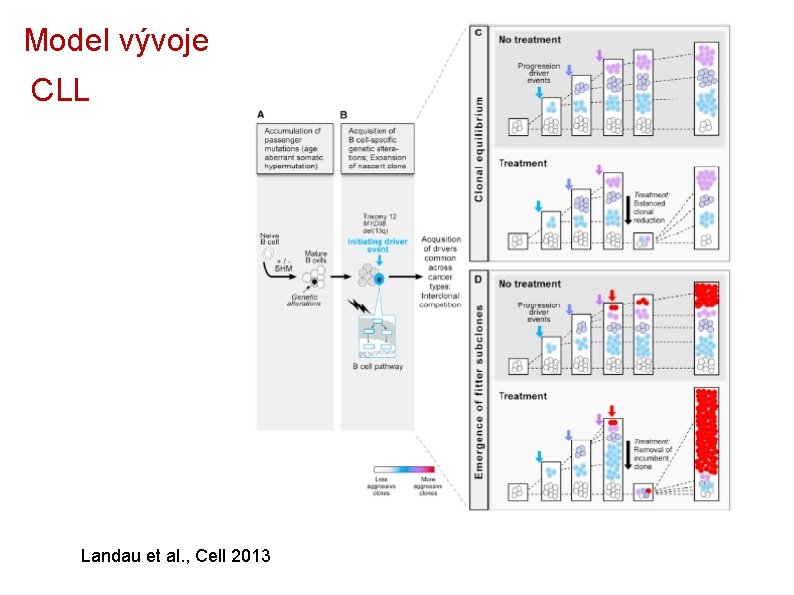 Model vývoje CLL Landau et al. , Cell 2013 