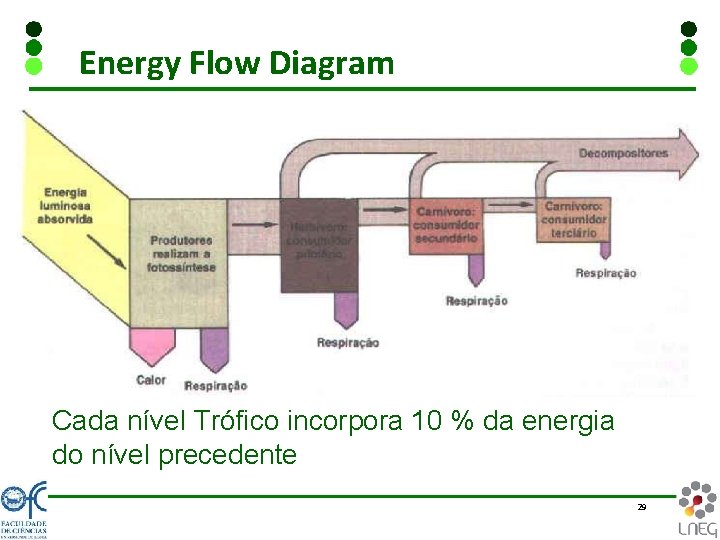 Energy Flow Diagram Cada nível Trófico incorpora 10 % da energia do nível precedente