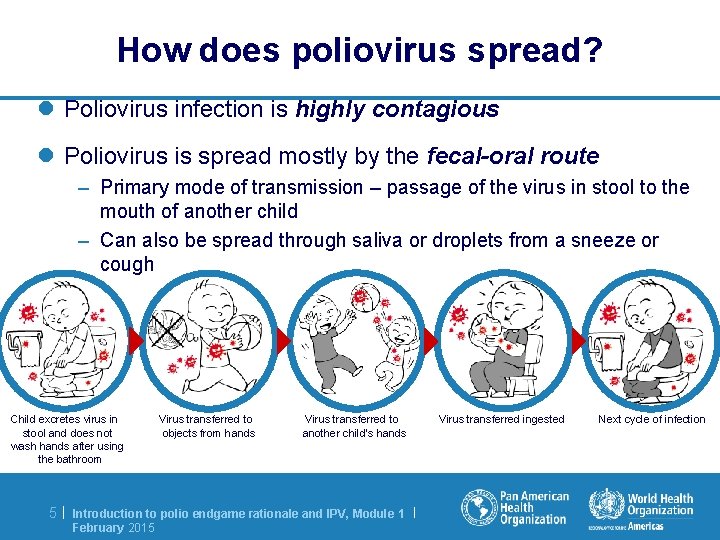 How does poliovirus spread? l Poliovirus infection is highly contagious l Poliovirus is spread