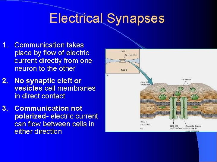 Electrical Synapses 1. Communication takes place by flow of electric current directly from one Electrical Synapses 1. Communication takes place by flow of electric current directly from one