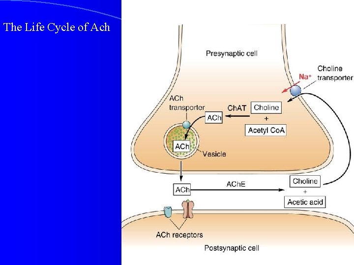 The Life Cycle of Ach The Life Cycle of Ach
