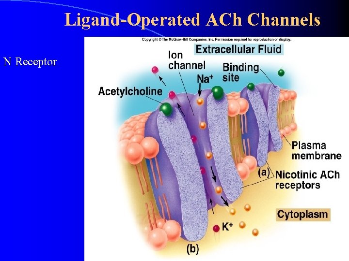 Ligand-Operated ACh Channels N Receptor Ligand-Operated ACh Channels N Receptor