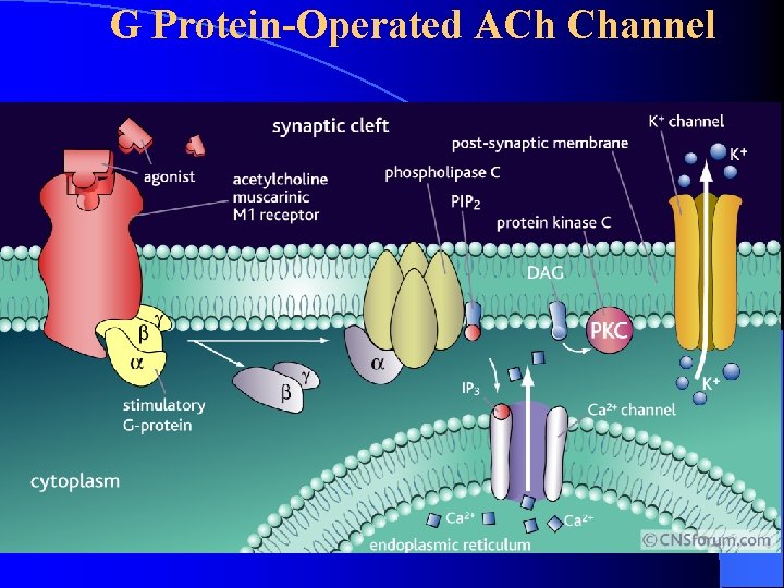 G Protein-Operated ACh Channel G Protein-Operated ACh Channel