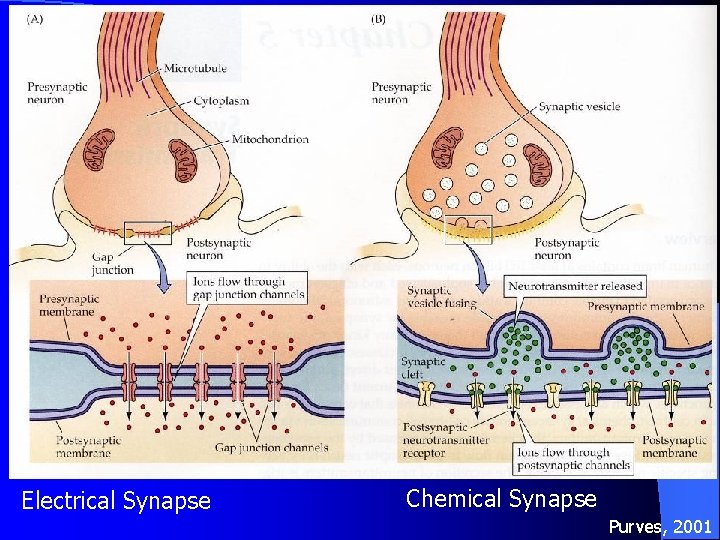 Electrical Synapse Chemical Synapse Purves, 2001 Electrical Synapse Chemical Synapse Purves, 2001