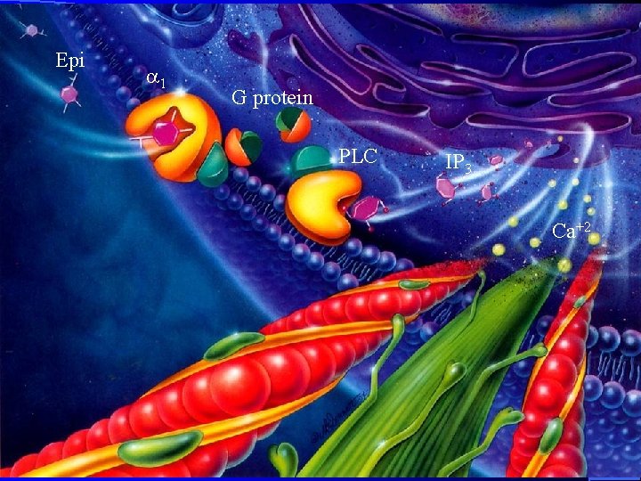 Epi 1 G protein PLC IP 3 Ca+2 Epi 1 G protein PLC IP 3 Ca+2