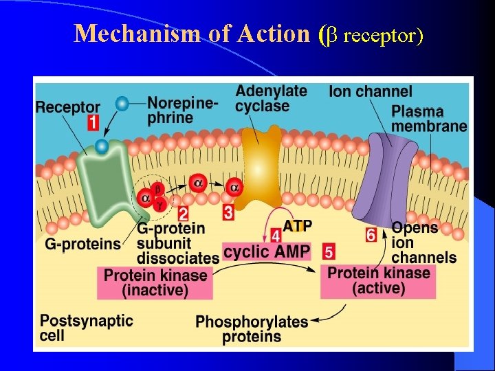 Mechanism of Action ( receptor) Mechanism of Action ( receptor)