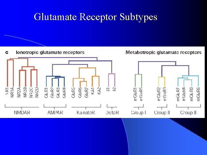 Glutamate Receptor Subtypes Glutamate Receptor Subtypes