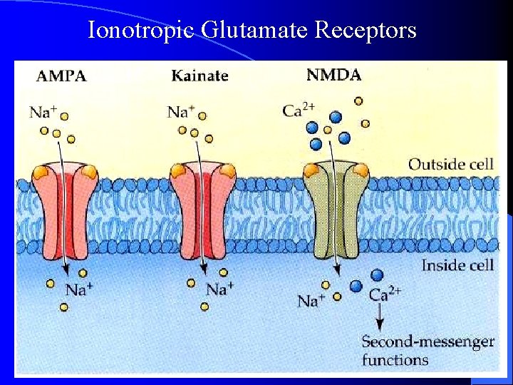 Ionotropic Glutamate Receptors Ionotropic Glutamate Receptors