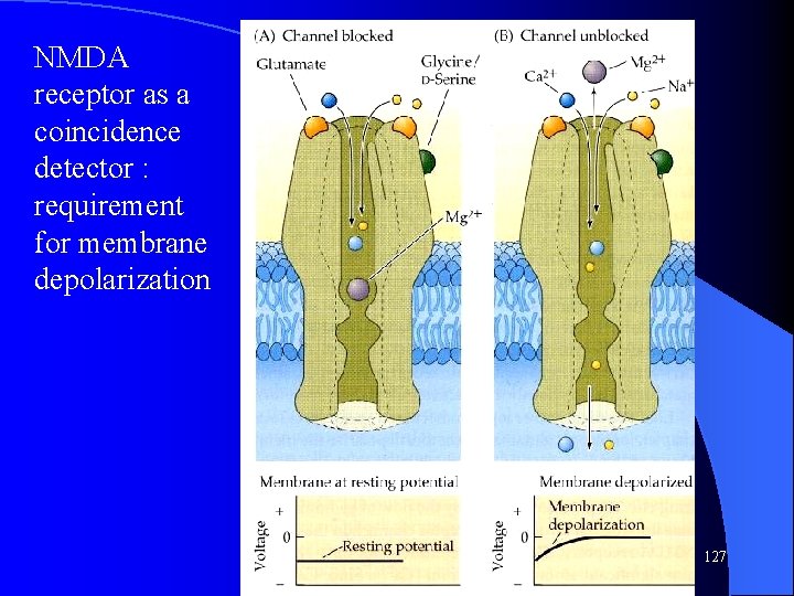 NMDA receptor as a coincidence detector : requirement for membrane depolarization 127 NMDA receptor as a coincidence detector : requirement for membrane depolarization 127