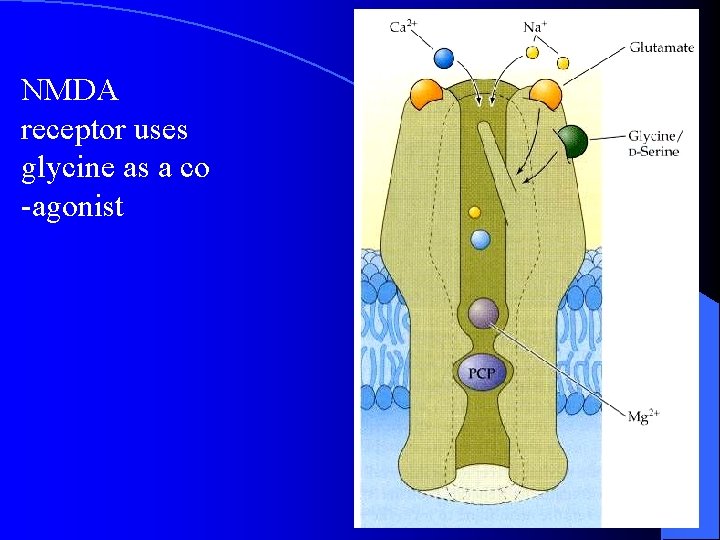 NMDA receptor uses glycine as a co -agonist 128 NMDA receptor uses glycine as a co -agonist 128