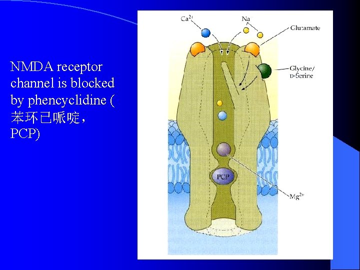 NMDA receptor channel is blocked by phencyclidine ( 苯环已哌啶, PCP) 129 NMDA receptor channel is blocked by phencyclidine ( 苯环已哌啶, PCP) 129