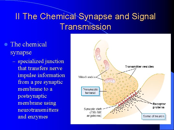II The Chemical Synapse and Signal Transmission l The chemical synapse – specialized junction II The Chemical Synapse and Signal Transmission l The chemical synapse – specialized junction