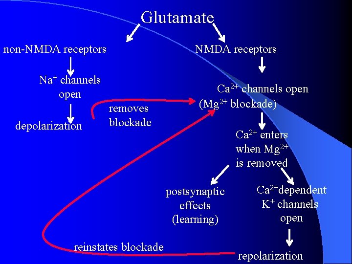 Glutamate non-NMDA receptors Na+ channels open depolarization removes blockade Ca 2+ channels open (Mg Glutamate non-NMDA receptors Na+ channels open depolarization removes blockade Ca 2+ channels open (Mg