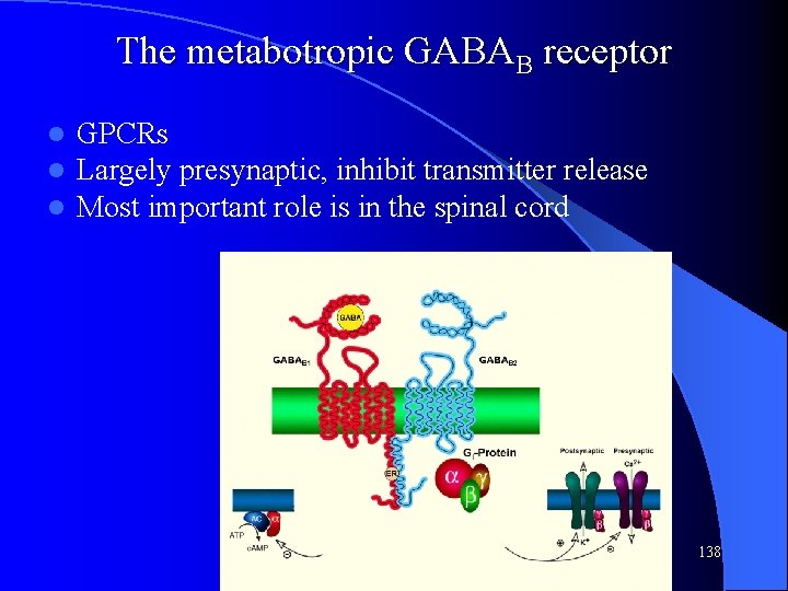 The metabotropic GABAB receptor l l l GPCRs Largely presynaptic, inhibit transmitter release Most The metabotropic GABAB receptor l l l GPCRs Largely presynaptic, inhibit transmitter release Most