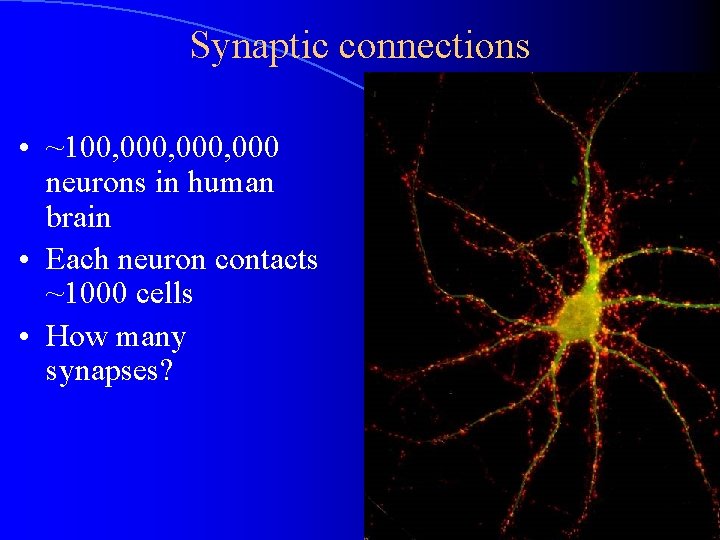 Synaptic connections • ~100, 000, 000 neurons in human brain • Each neuron contacts Synaptic connections • ~100, 000, 000 neurons in human brain • Each neuron contacts